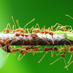 Weaver ants