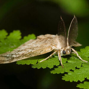 Adult male spongy moth