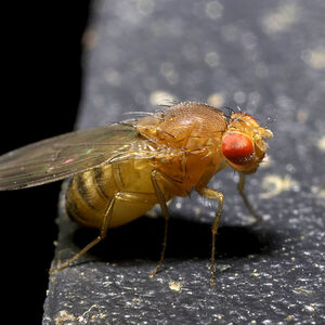 a fruit fly