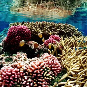 Coral reefs
